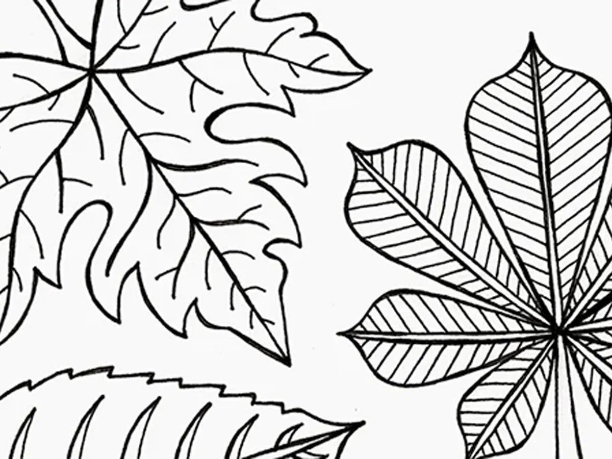 Nature, draw + outline LEAVES