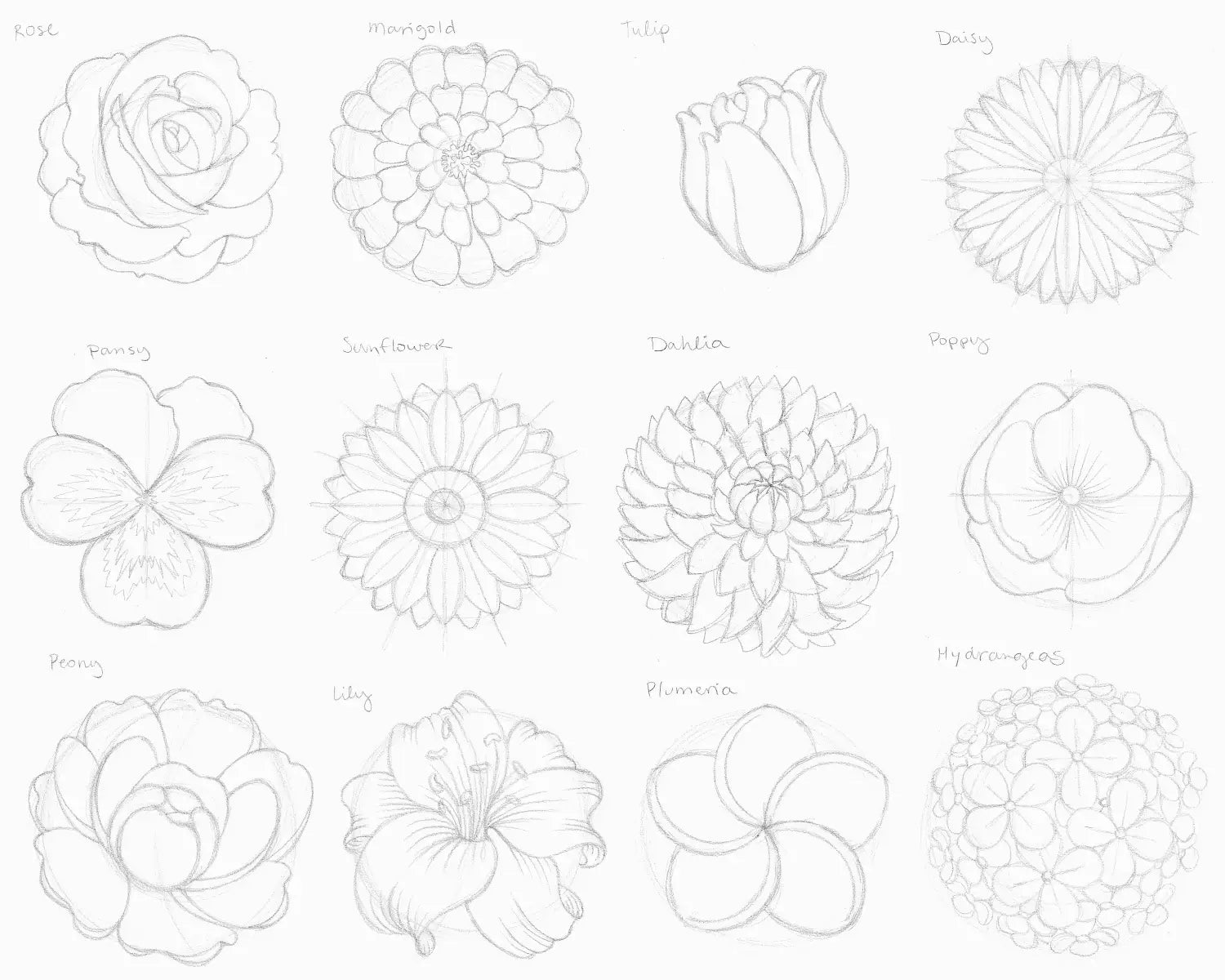 Flowers drawing, step 4