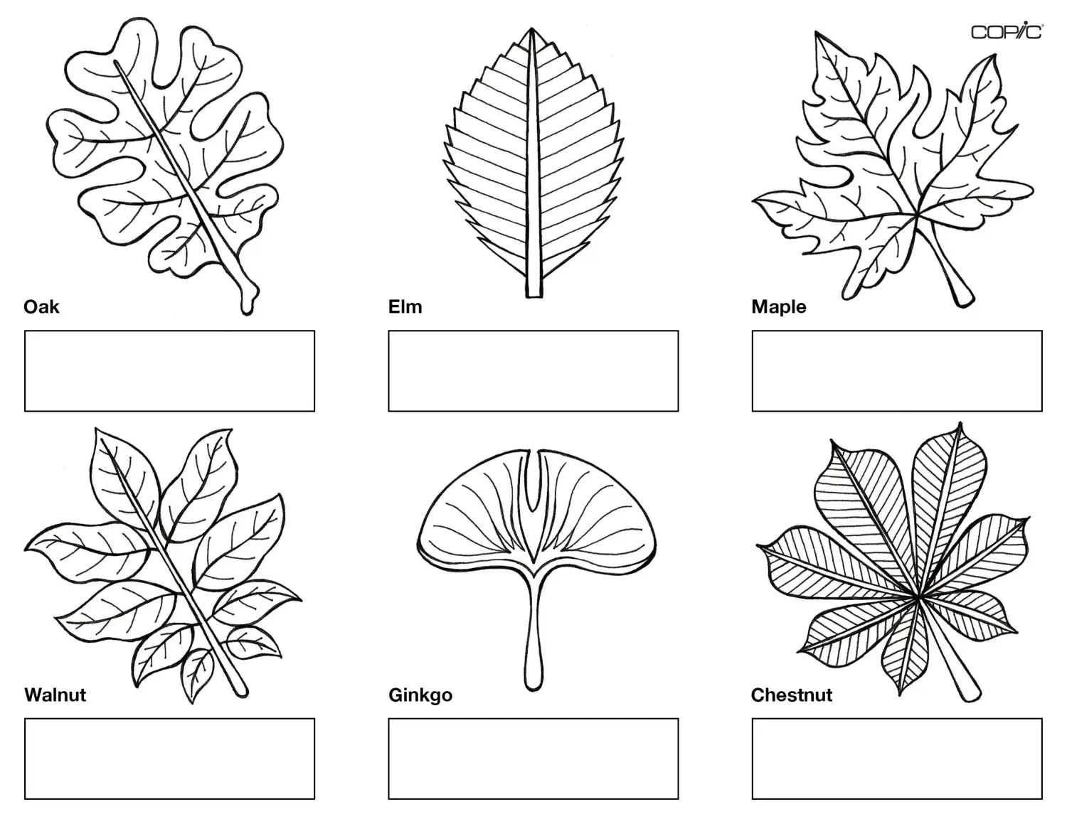 Leaves group 1, step 5_final