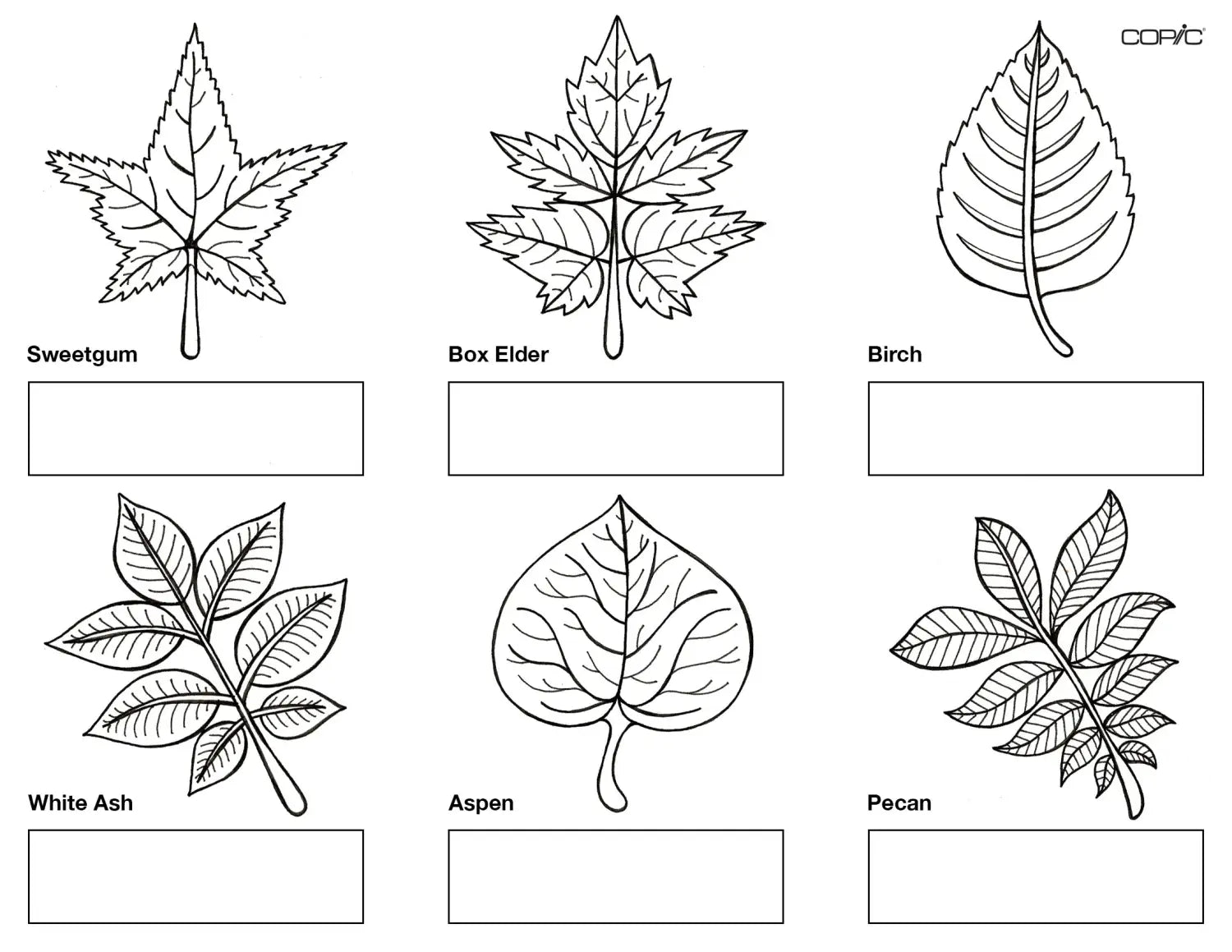 Leaves group 2, final