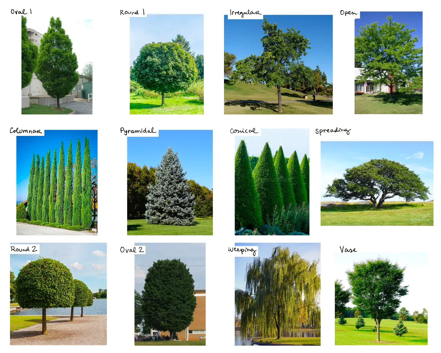 Nature draw + outline TREES