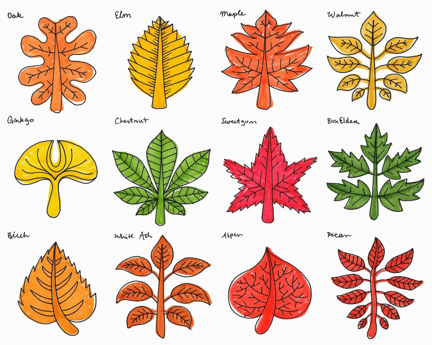 Nature Doodle Leaves